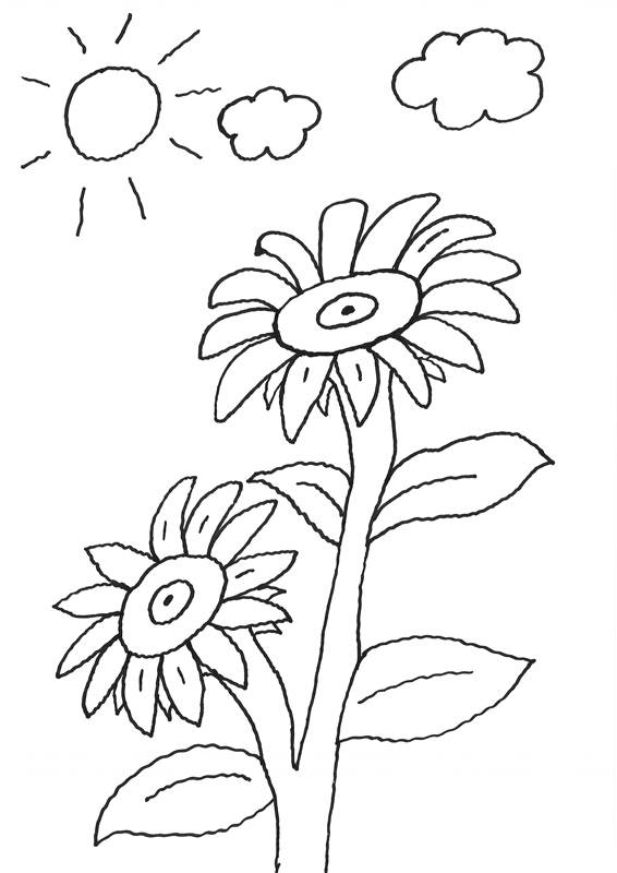 ausmalbild blumen sonnenblume kostenlos ausdrucken