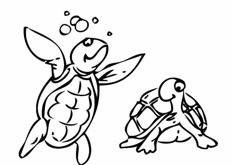 ausmalbild tiere zwei schildkröten kostenlos ausdrucken