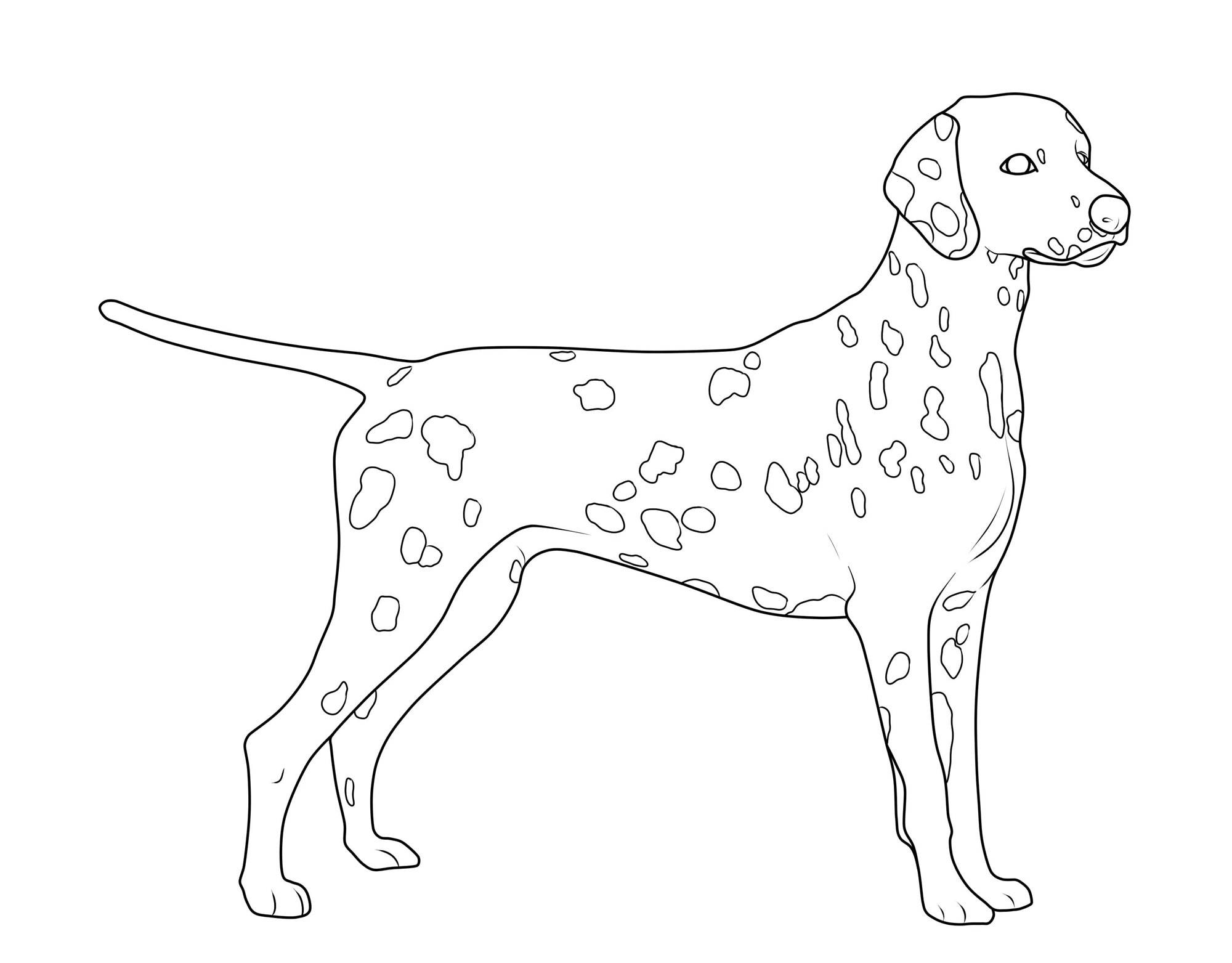kostenlose malvorlage hunde dalmatiner zum ausmalen