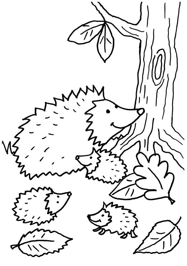 1000 images about igel ♥ on pinterest  hedgehogs cute