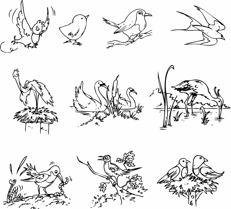 kostenlose malvorlage vögel verschiedene vogelarten zum