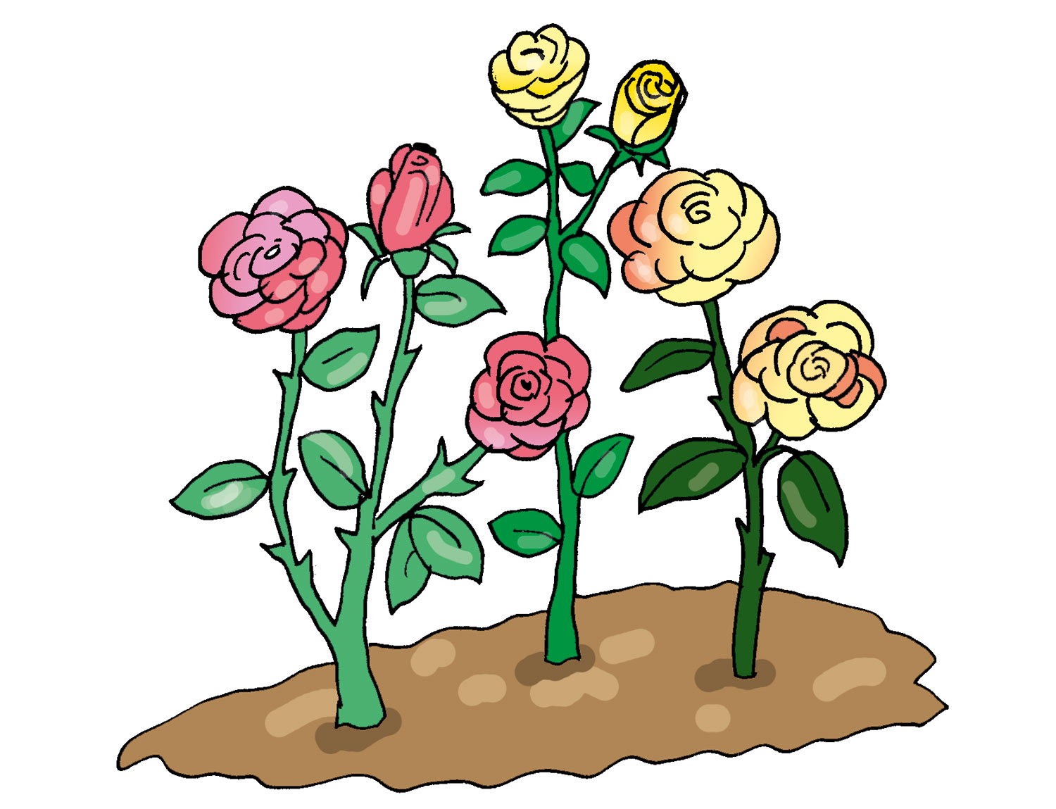Preisgekr&ouml;nte englische Rosen von Herrn von Rosenstein