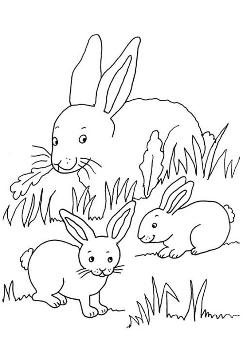 kostenlose malvorlage kaninchen kaninchenfamilie zum ausmalen