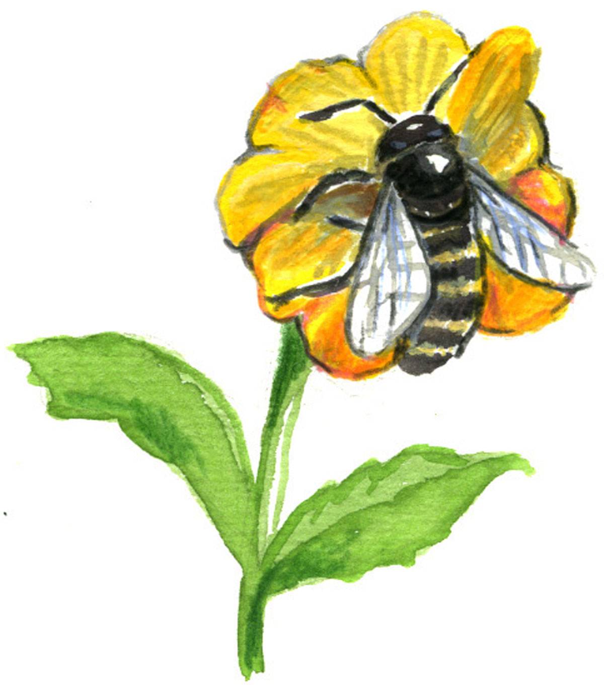 Biene befruchtet eine Blume