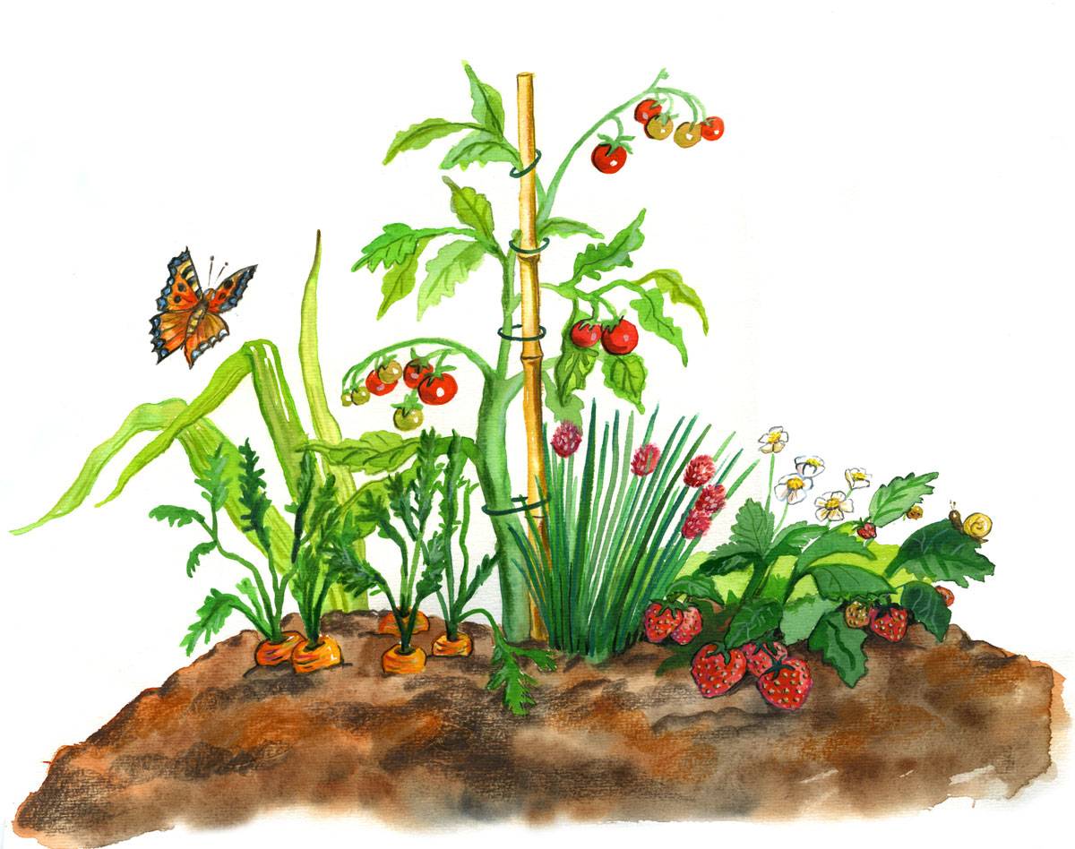Gem&uuml;sepflanzen im Garten