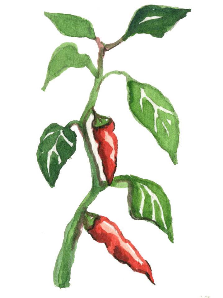Paprika