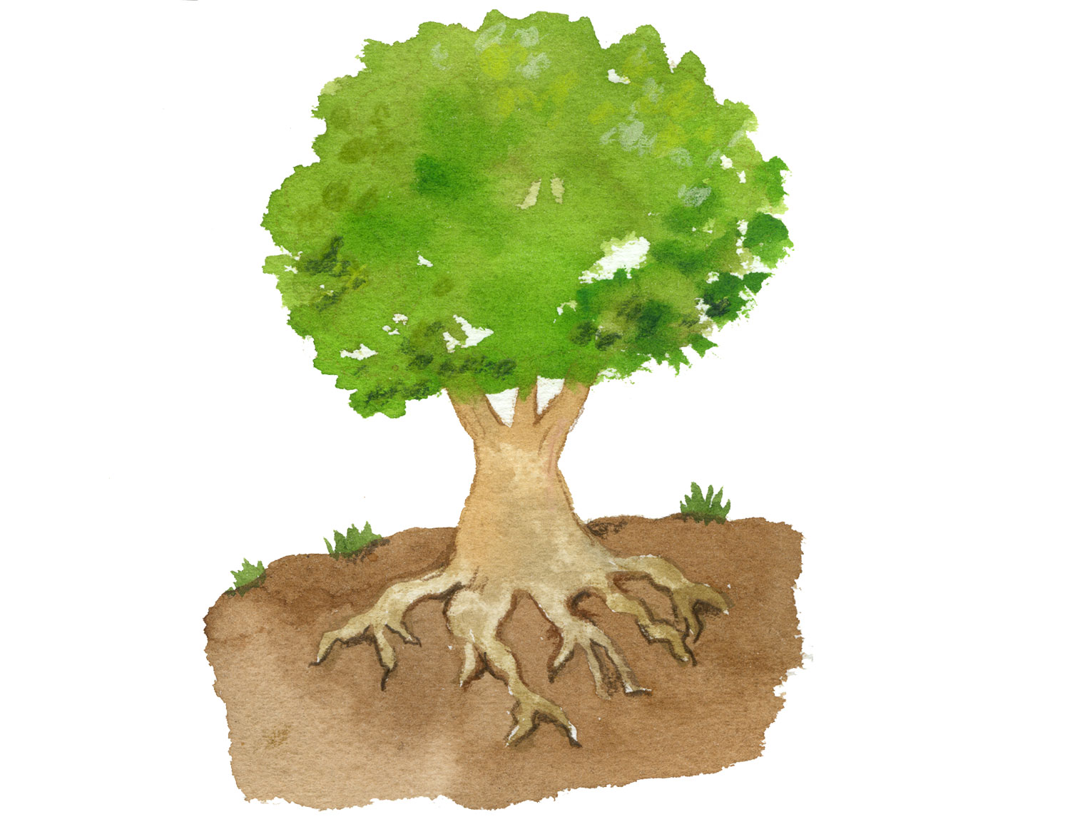 Baum mit Wurzeln