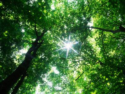 Wald