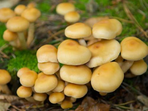 Warum schädigen manche Pilze Pflanzen?