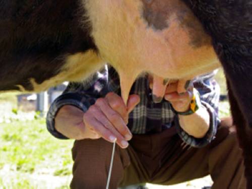 Warum Geben Kuhe Anfang November Weniger Milch